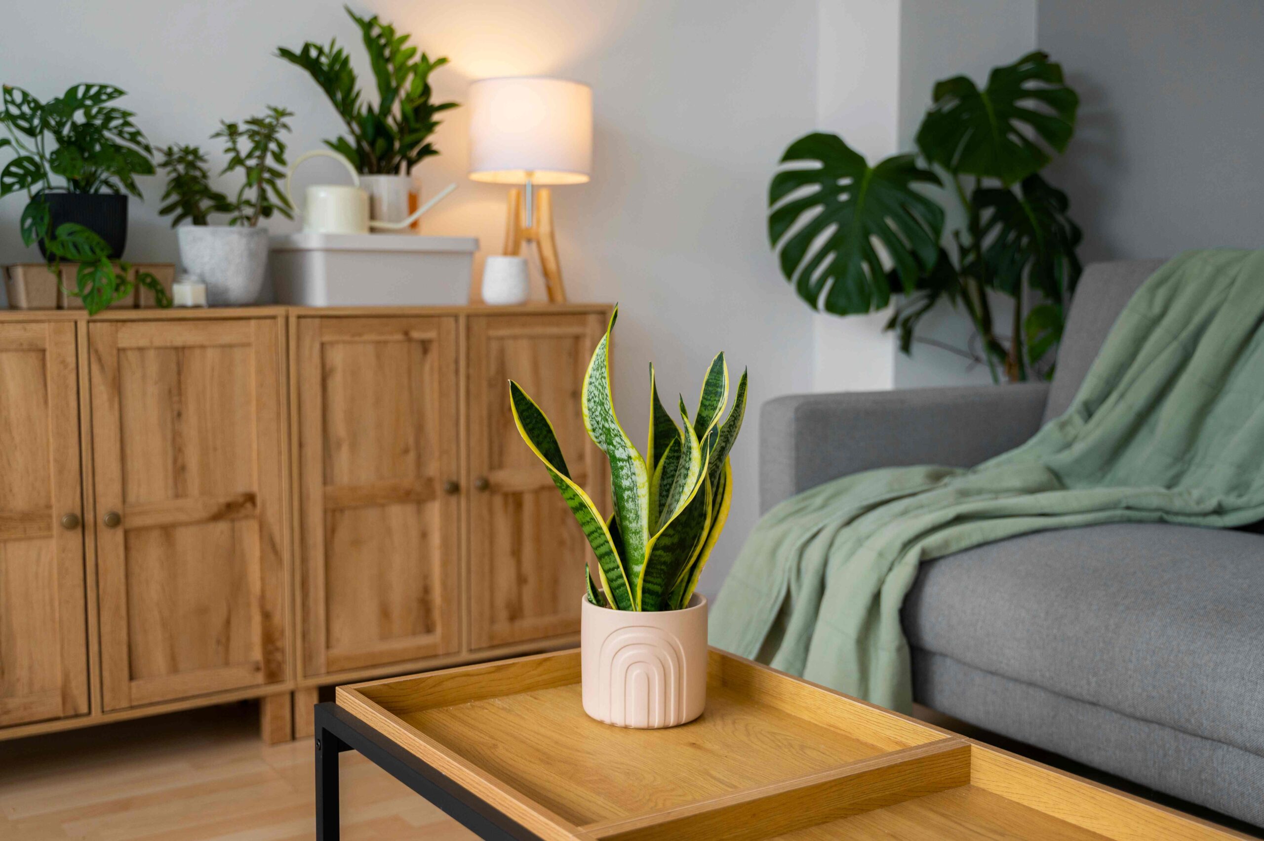 indoor-plants-studio (1)