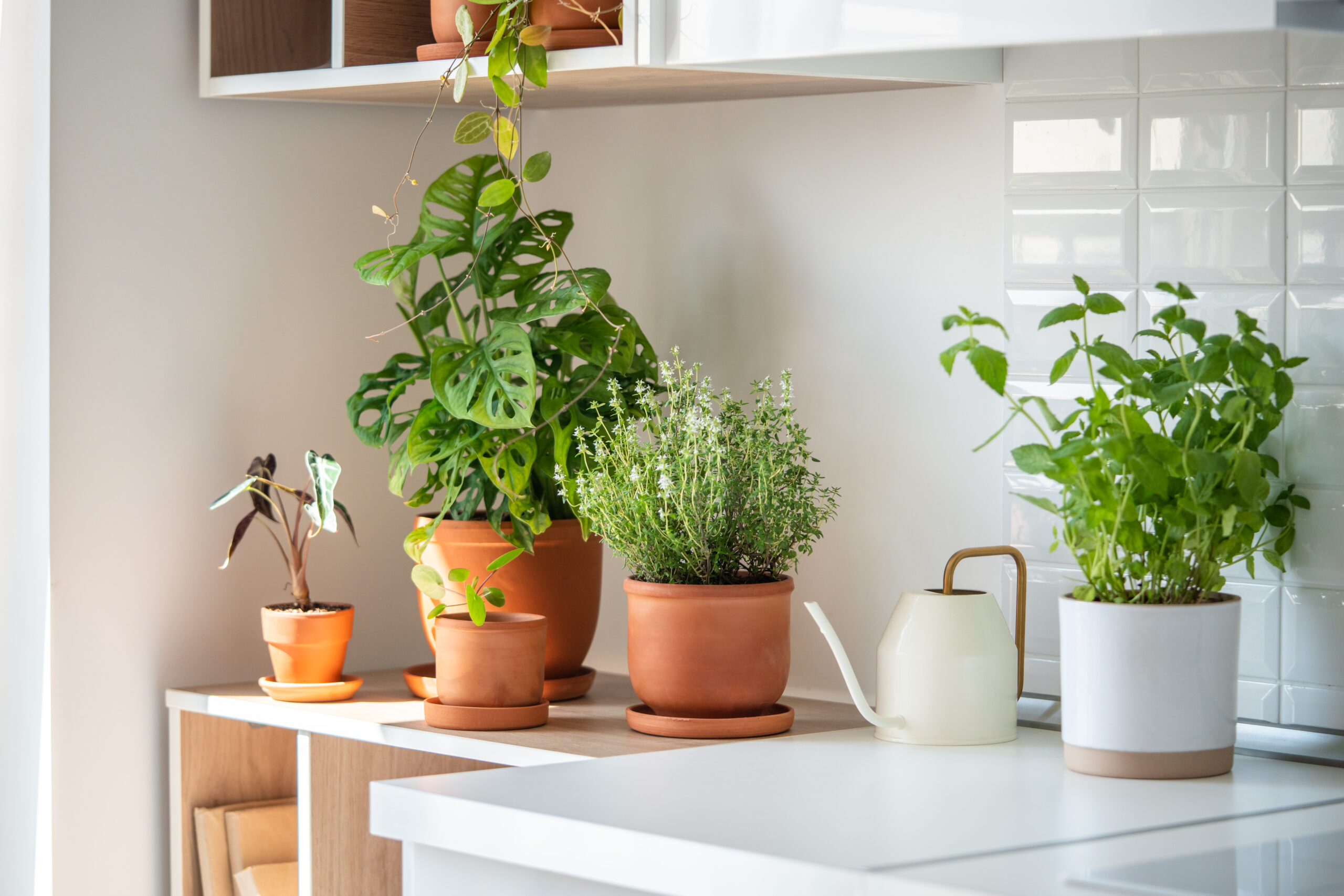 Fresh aromatic garden herbs in terracotta pot in kitchen. Herbal plants for cooking - mint and thyme