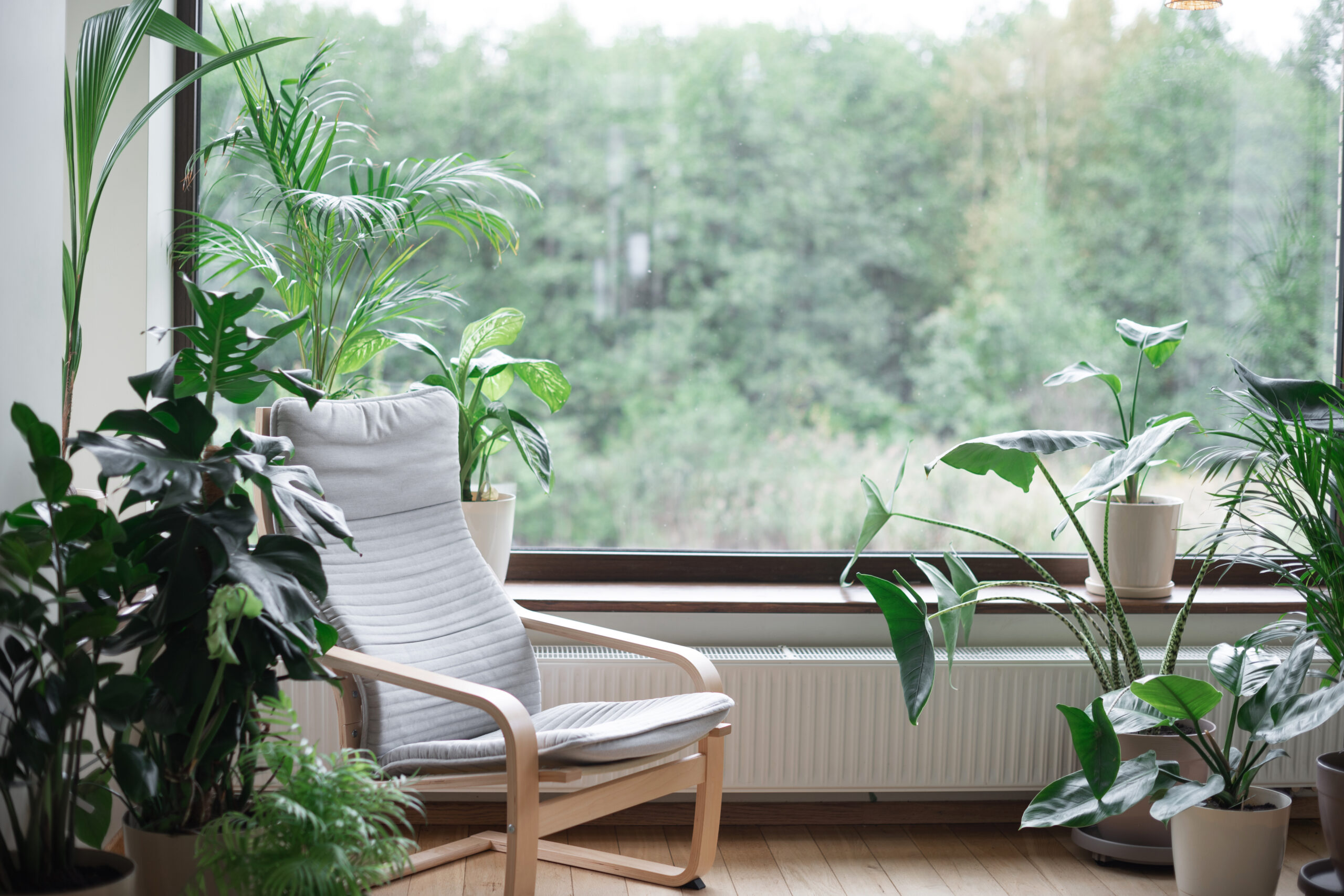 Grey armchair near big panoramic window, indoor plants, monstera, palm trees. Urban jungle apartment. Biophilia design. Cozy tropical home garden. Eco friendly decor of living room.