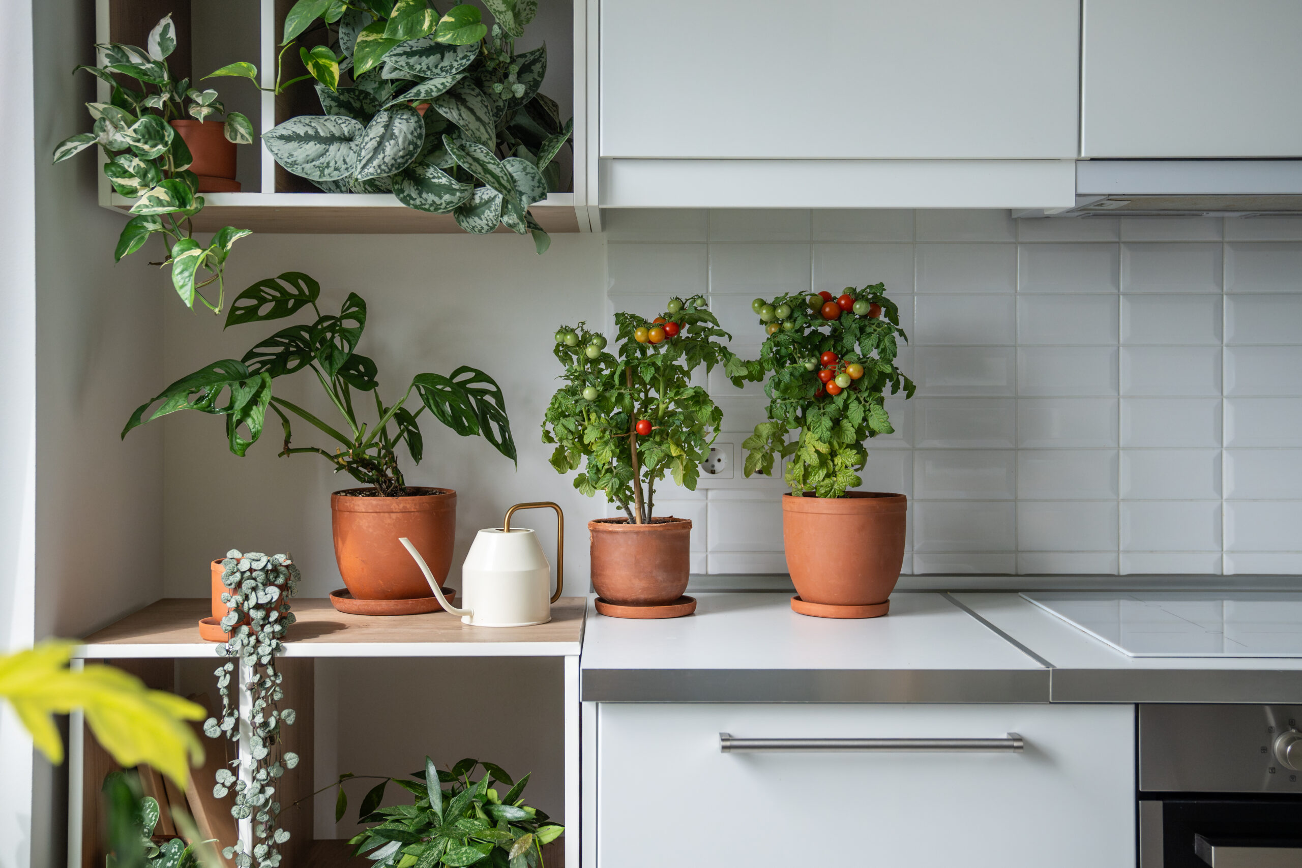Homegrown small bush of balcony cherry red tomato in clay pot growing with houseplants at home